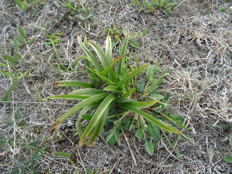 sono tutte 3 rosette basali di orchidea ?